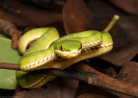 香港眼鏡蛇|辨認蛇類 — HongKongSnakeID.com